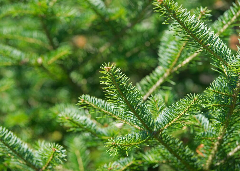 Clue: Tree #25